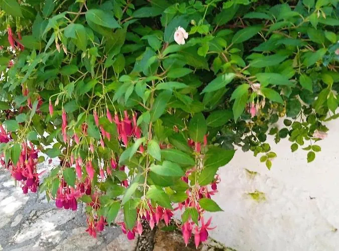 Appartement Studio Flat - Sleeps 4 & Private Garden Nivice (Vlore)