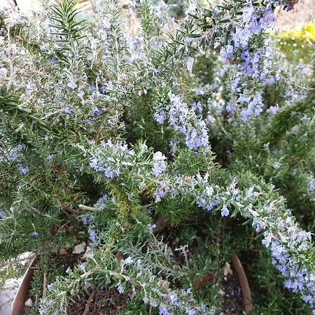 Studio Flat - Sleeps 4 & Private Garden *